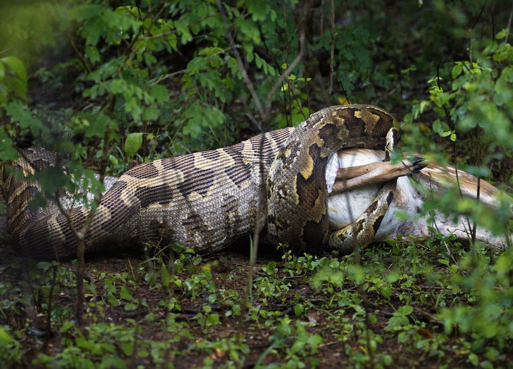 Pitón serpiente de Indonesia