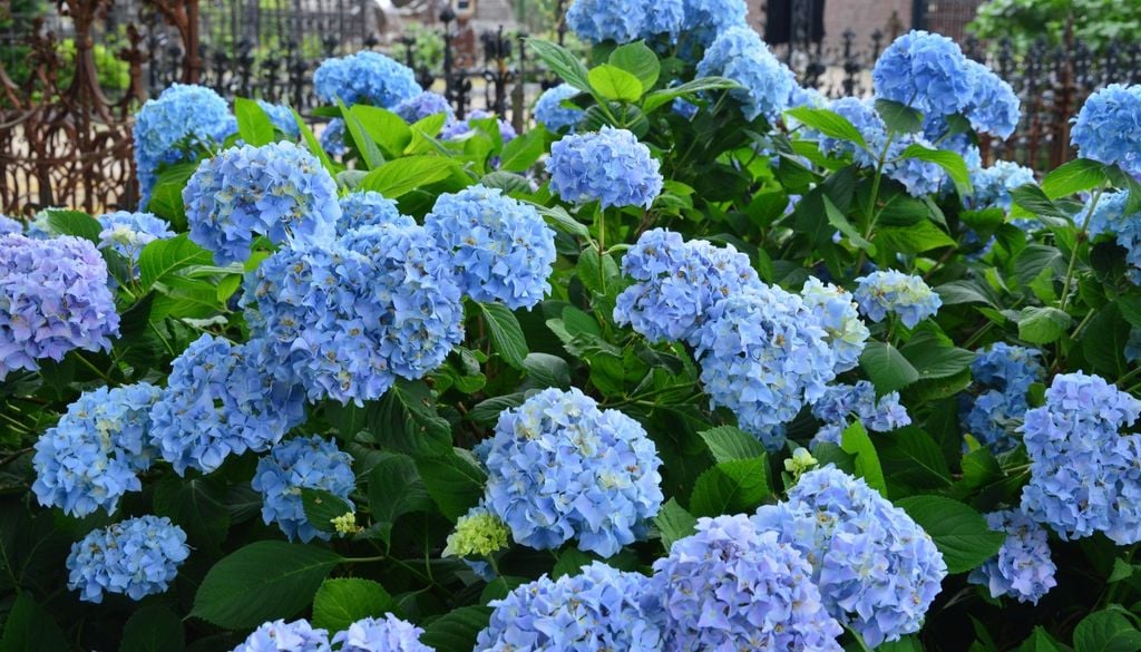 plantas Las hortensias destacan en el jardín por sus voluminosas flores que cambian de tonalidad a lo largo de los meses.