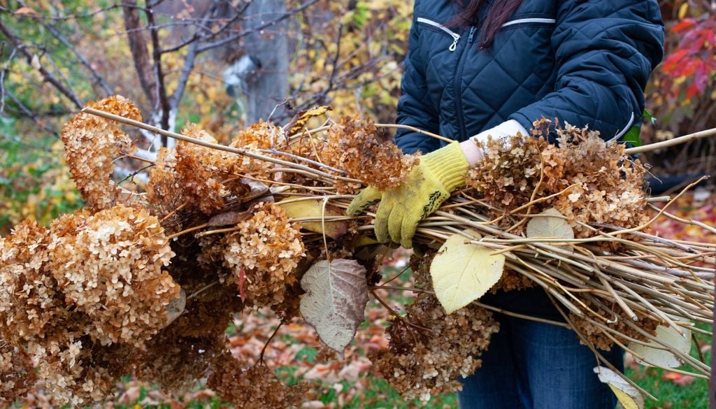 plantas Eliminar ramas secas y airear el centro de la mata favorece el crecimiento de varas más fuertes.