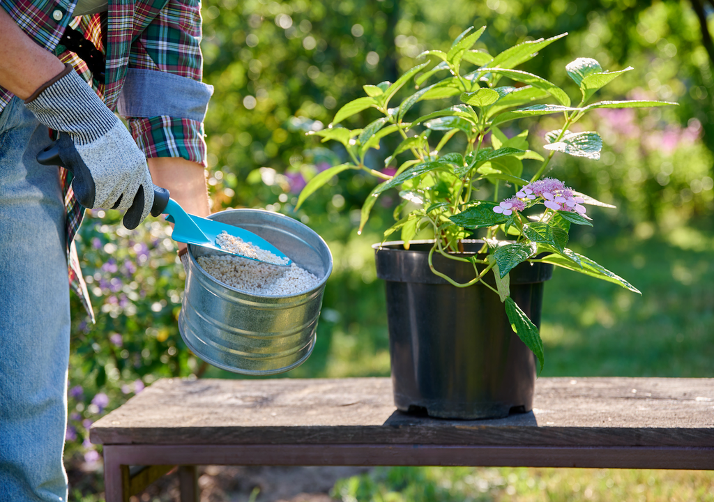 Frühjahrsdüngung für Hortensien: Granulatdünger in den Händen einer Gärtnerin für prächtige Blüten.
