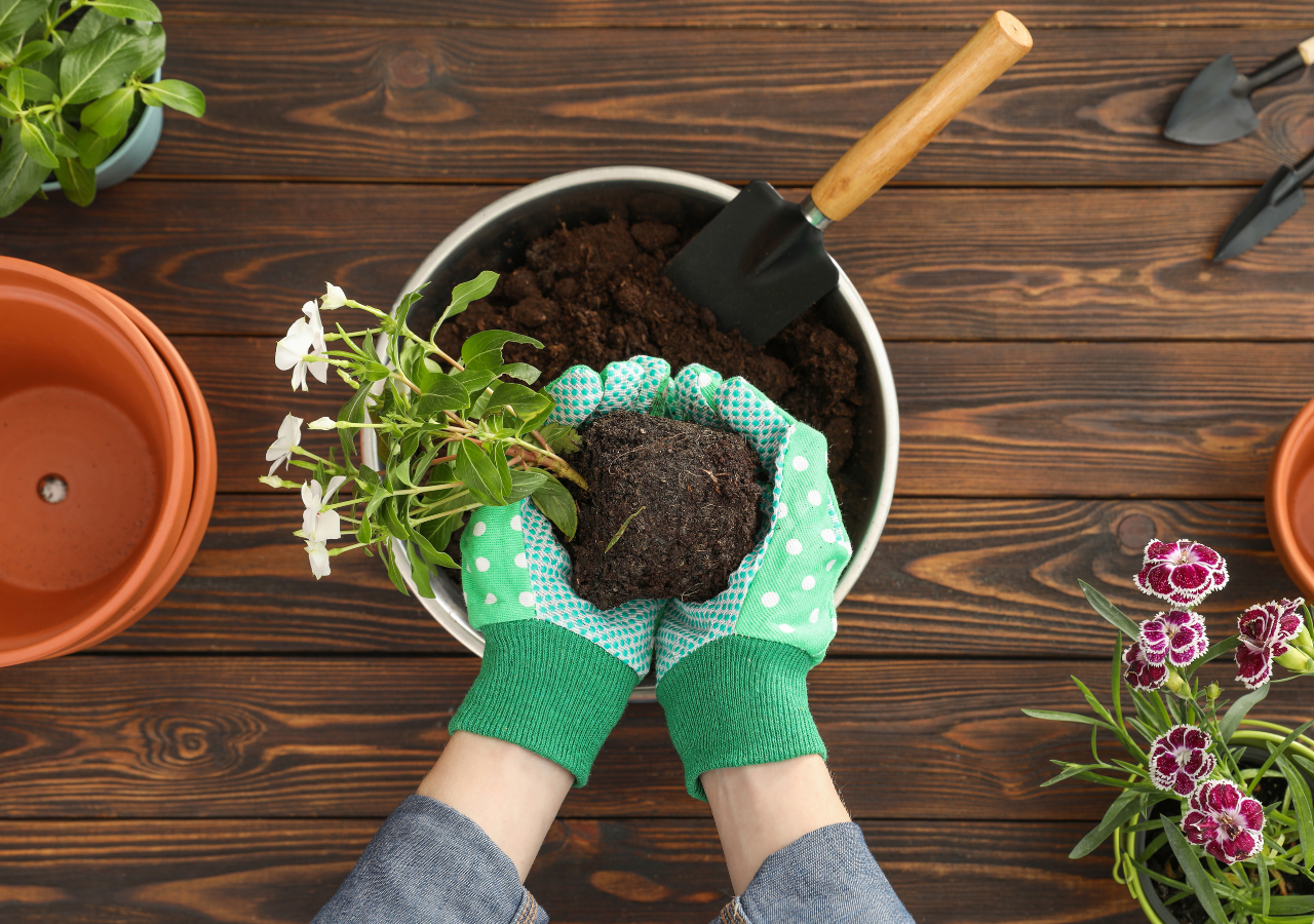 En febrero, cada semilla que plantamos es como apostar por un huerto lleno de cosechas increíbles, incluso en pleno invierno.