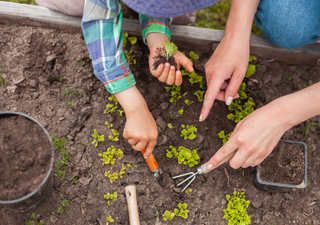 Calendario de siembra para febrero: la horticultura un éxito este mes, te damos una guía para maximizar tu huerto