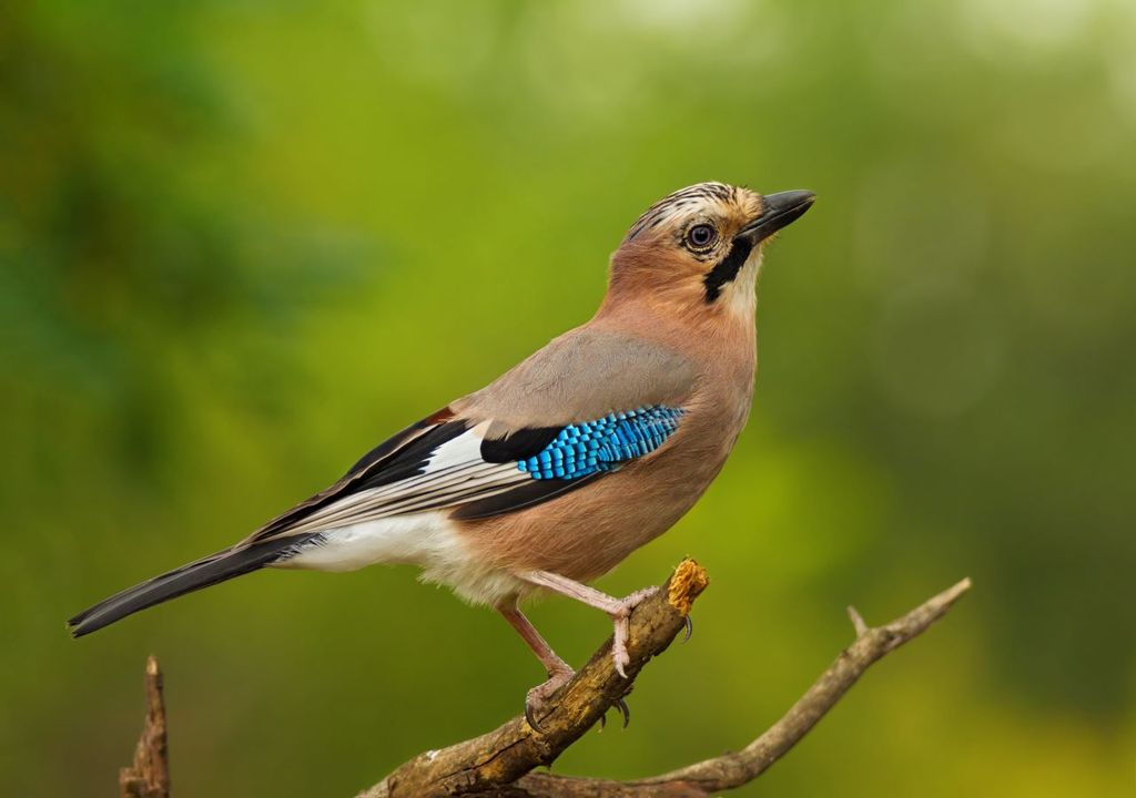 Sightings of jays in gardens have soared this year