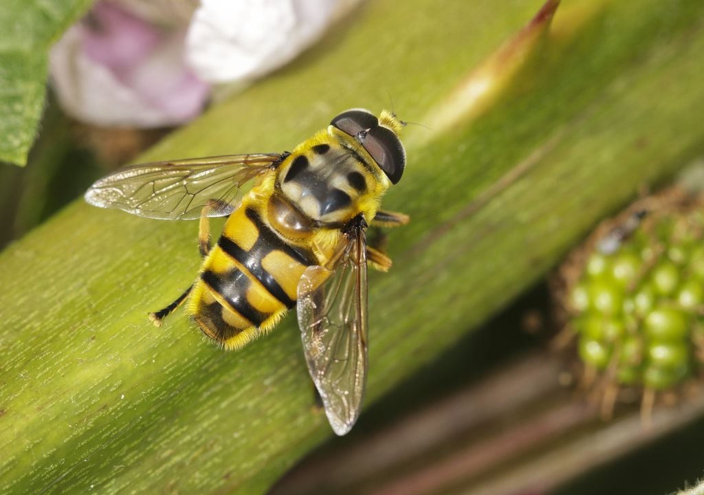 Batman hoverfly - The Wildlife Trusts (c) Frank Porch