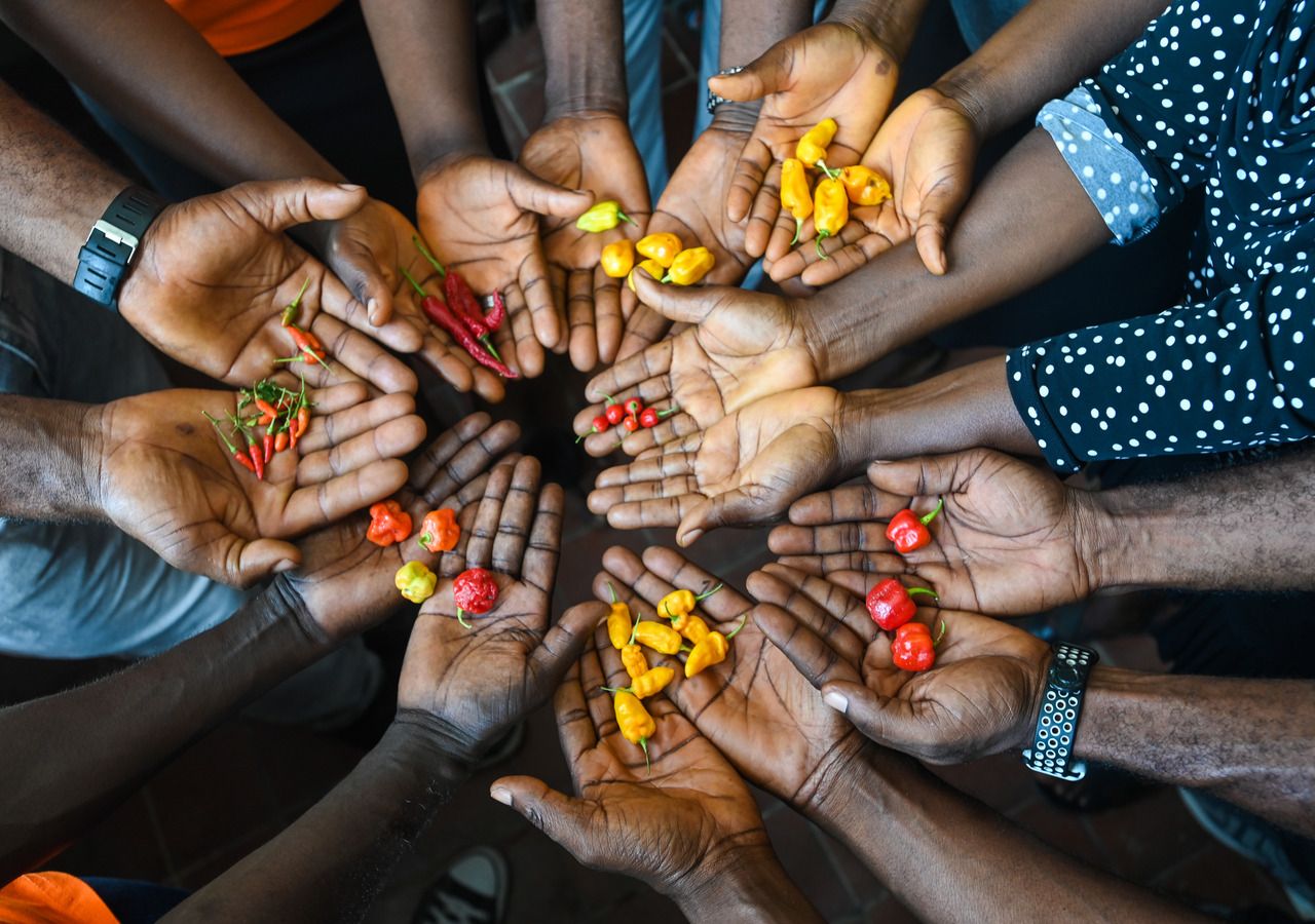 Pfeffersorten in der nigerianischen Genbank (c) Neil Palmer, The Crop Trust