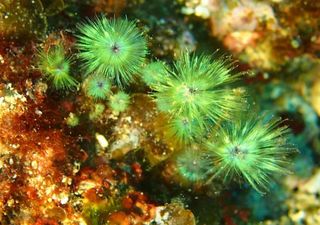 How and why do some brown algae shine with such stunning opalescence?