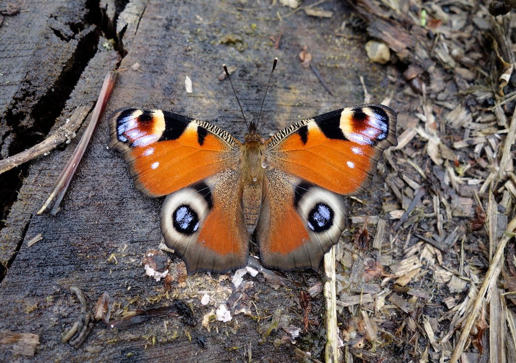 how-do-butterflies-survive-winter