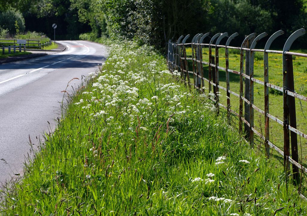 Roadside verges are vital habitats for wildlife