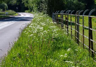 TV presenter Chris Packham backs report that argues road verges essential for UK wildlife