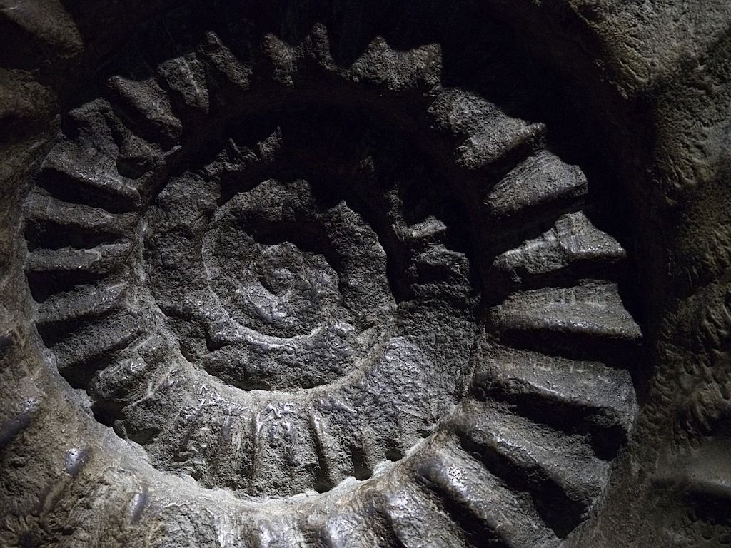 Ammonite fossil