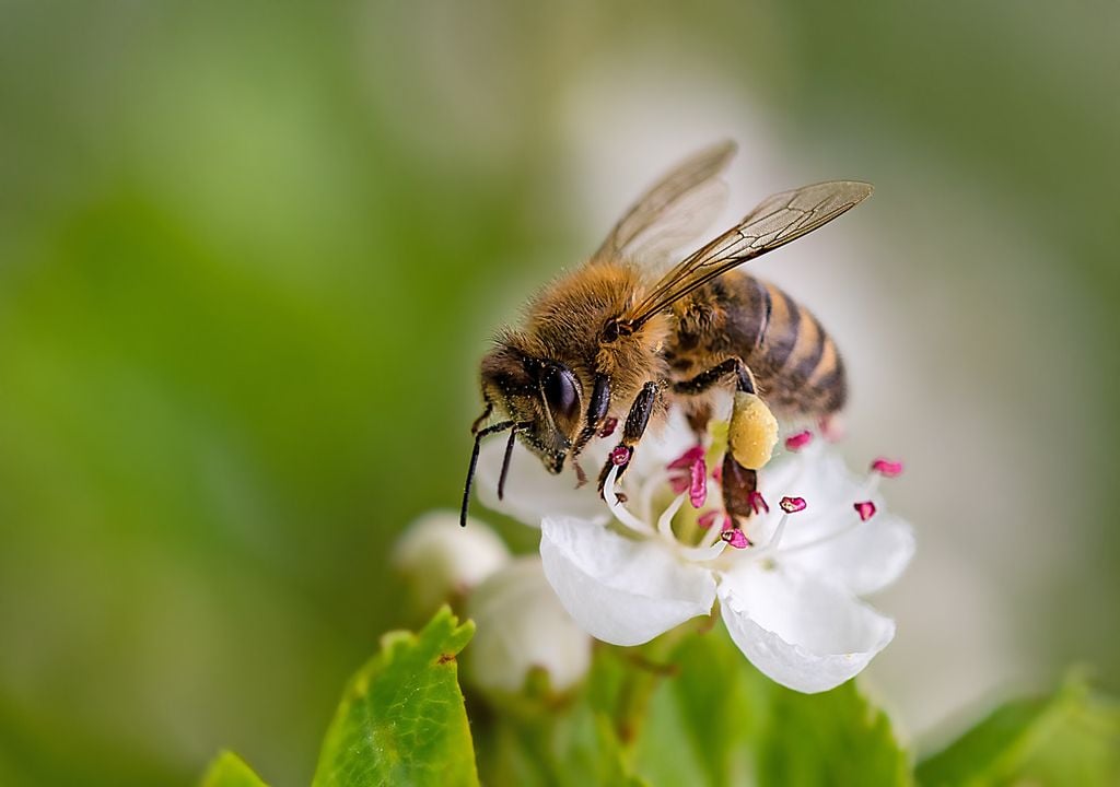 Bees eat pollen and nectar from plants