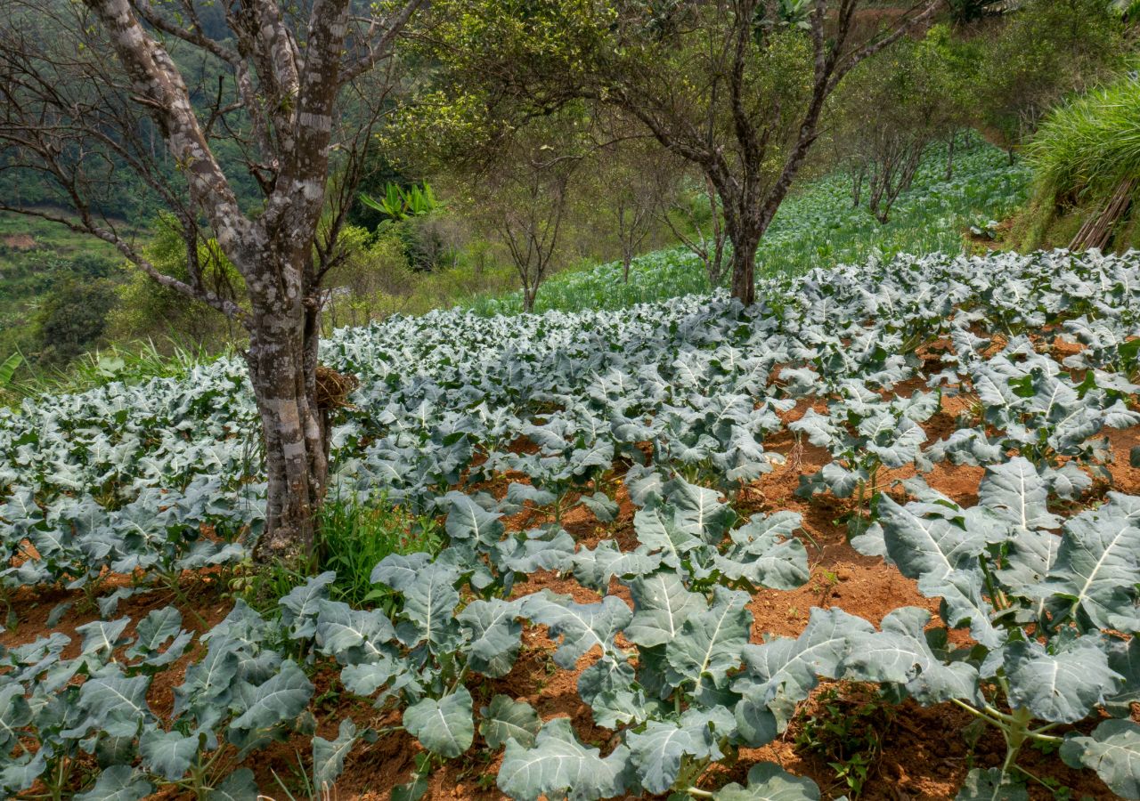 Os sistemas agrícolas que incorporam árvores são mais resistentes às alterações climáticas.