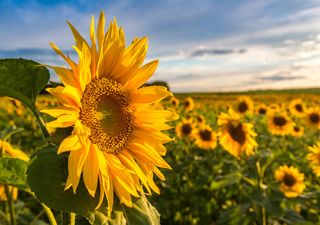 How do sunflowers track the Sun? It turns out scientists still don't know