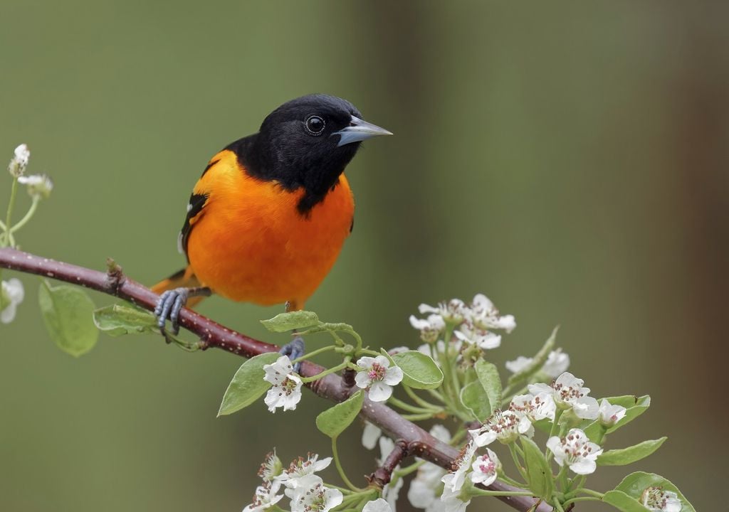 Baltimore Oriole