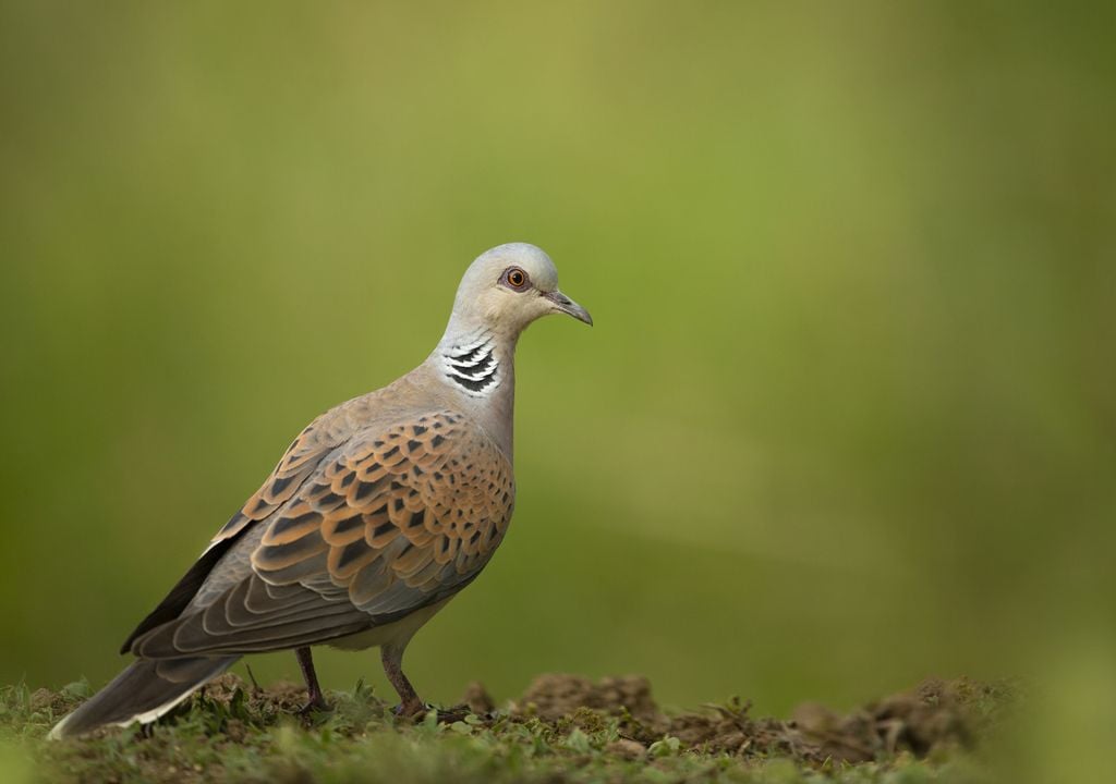 Turtle Doves migrate from West Africa to the UK to breed (c)BenAndrew/RSPB Images