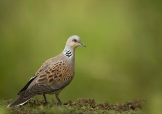 How farmers are bringing Turtle Doves back from the brink