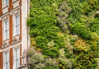 Ferns could help reduce the urban heat island effect in cities