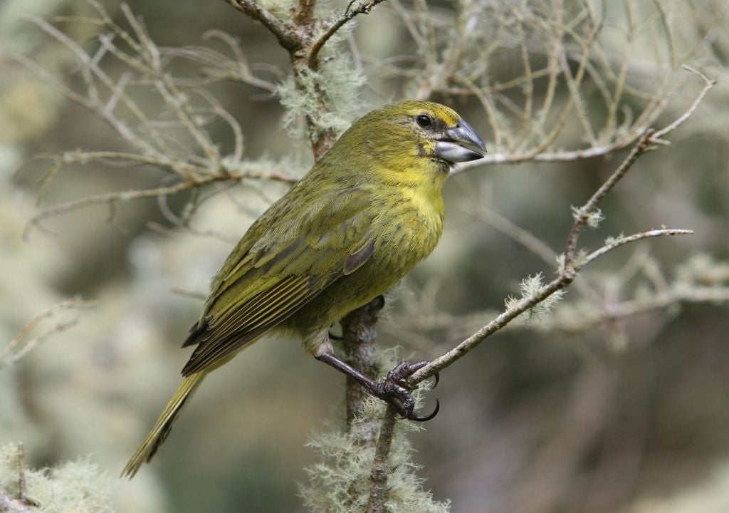 The Wilkins' Bunting, one of the world's rarest birds (c) Peter Ryan