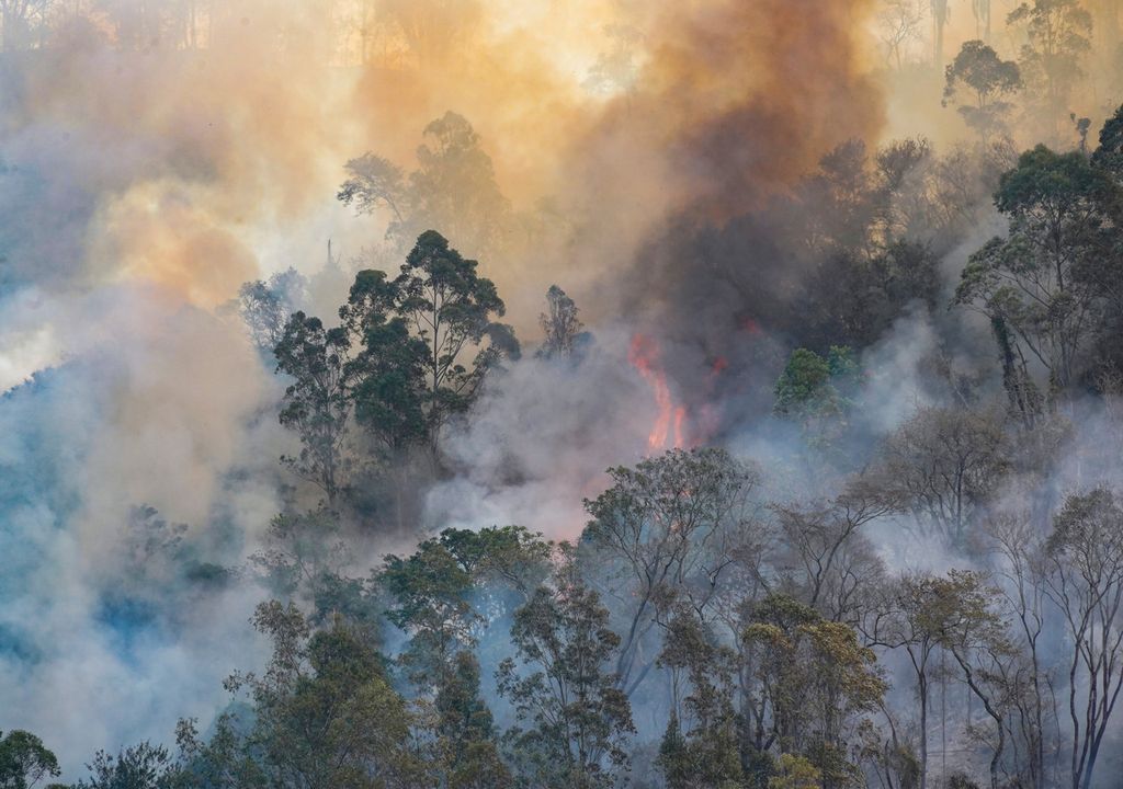 Wildfires have destroyed large areas of Brazilian forest