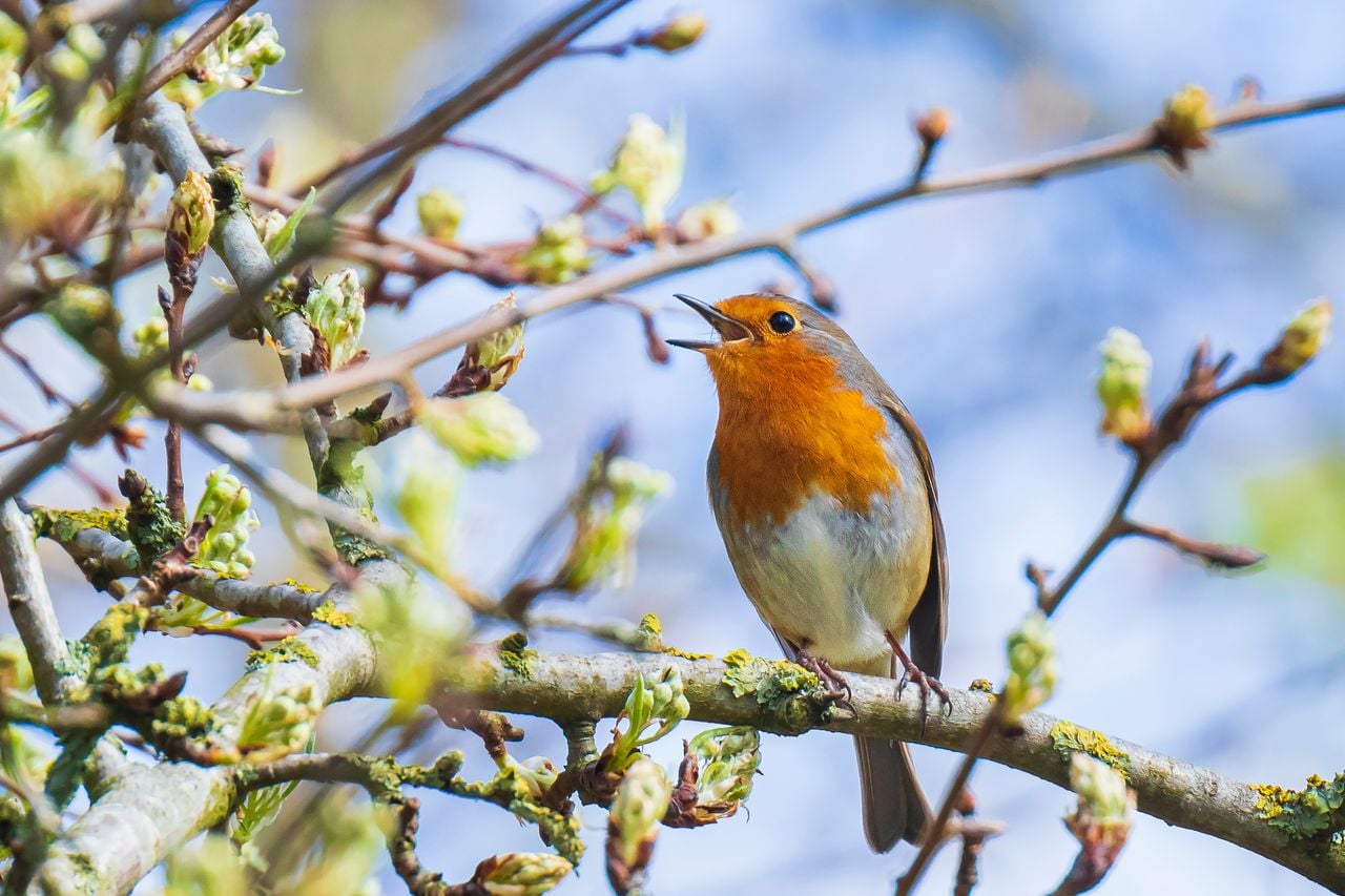 Vogelgezwitscher ist eines der Naturgeräusche, die in den neuen Musikstücken zu hören sind