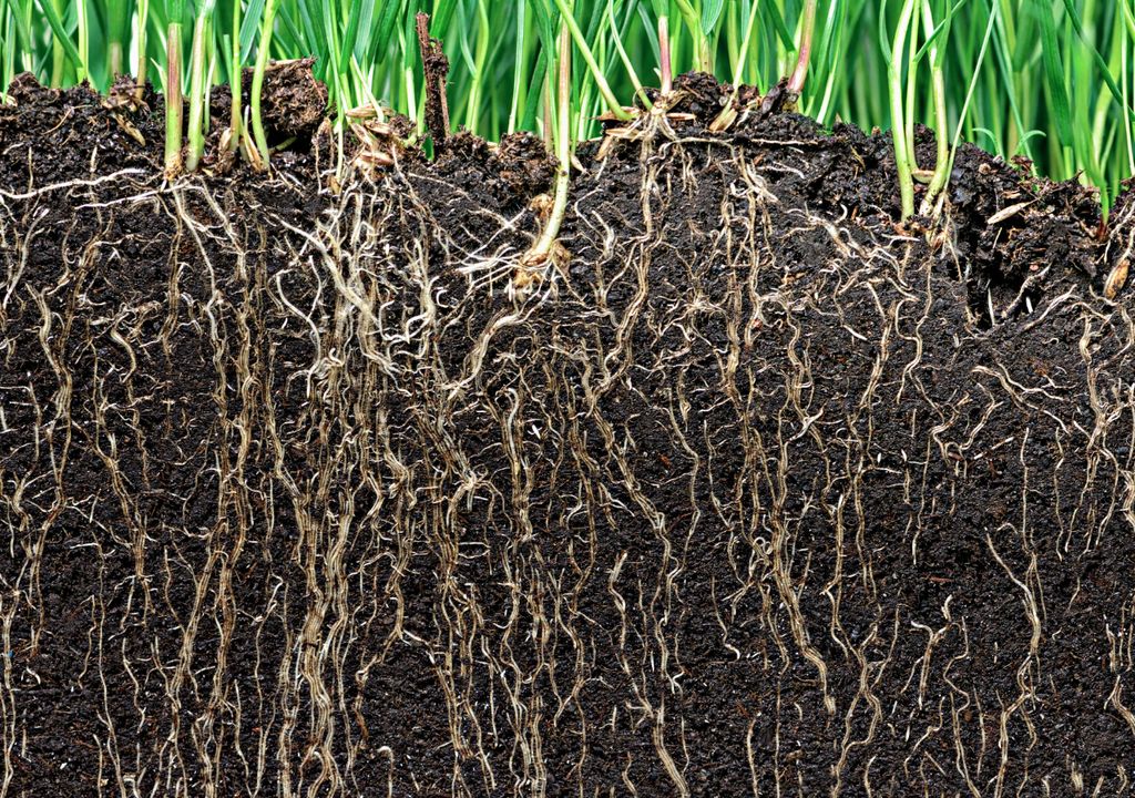 How roots delve deeper in search of water during drought