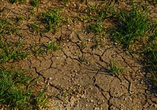 Adapting to climate change: Can plant roots delve deeper for water during drought?