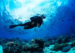 How scuba diving could save ocean biodiversity