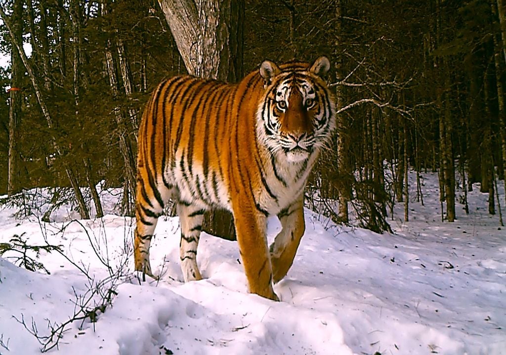 Tiger numbers have increased but their habitat is still shrinking (c)ANO WCS and Sikhote-Alin Biosphere Reserve
