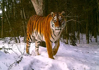 Space tech and computing power are helping tigers