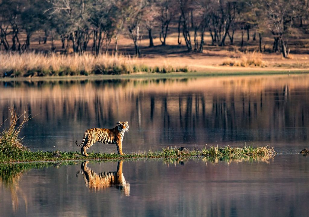 Tiger in Ranthambhore National Park, India