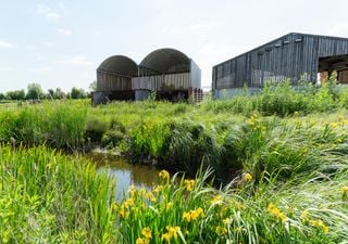 How “super wetlands” could clean up the UK’s sewage problem