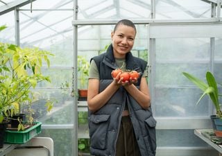 How to water tomato plants properly for their healthy growth?