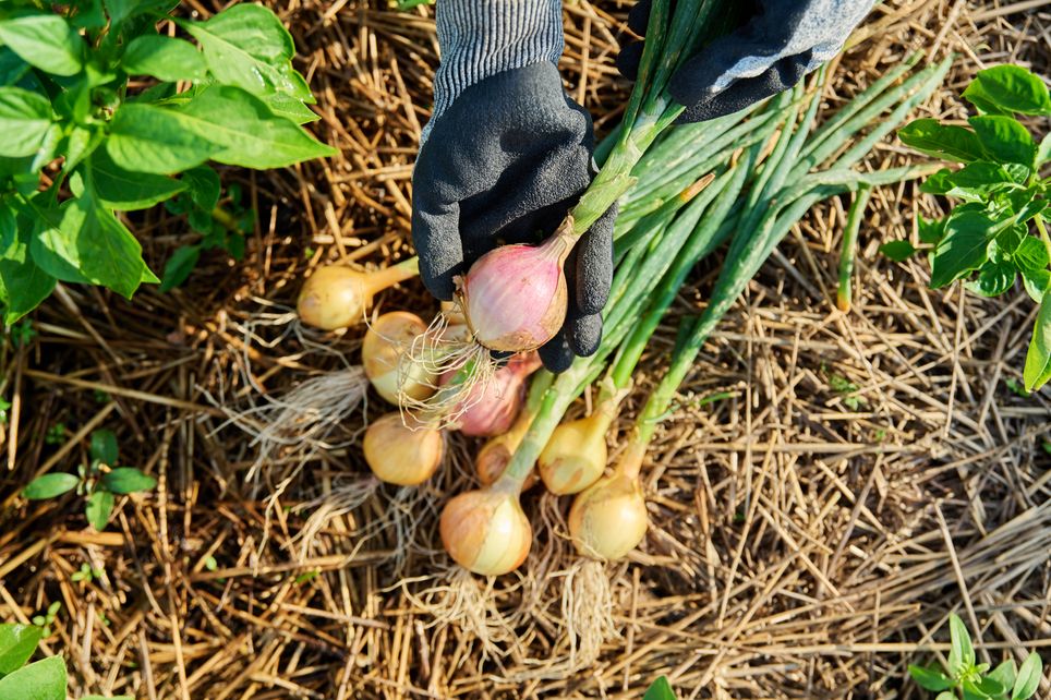 Agricoltura sostenibile.