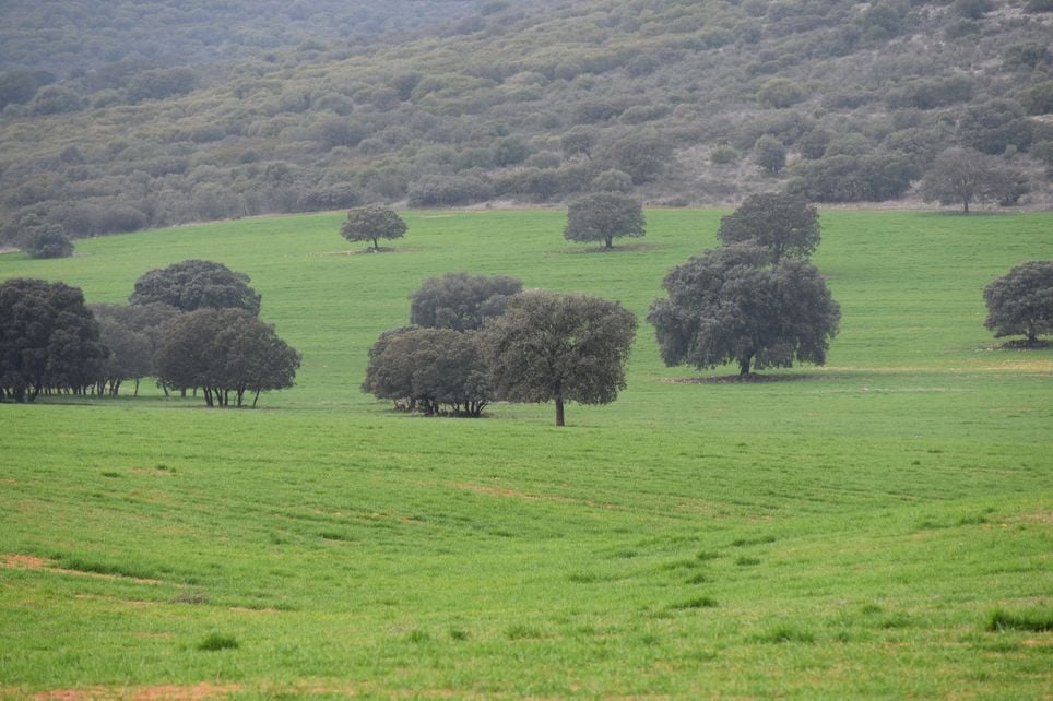 Resultado de imagen de campo