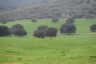 Hoy, Día Mundial del Campo, analizamos la influencia del cambio climático