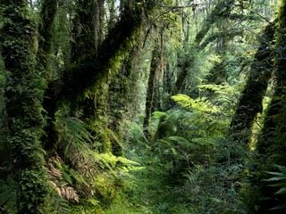 Hoy es el Día Internacional de los Bosques. Toca reflexionar