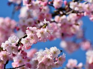 Hoy llega la primavera astronómica, ¿qué cambios nos trae?