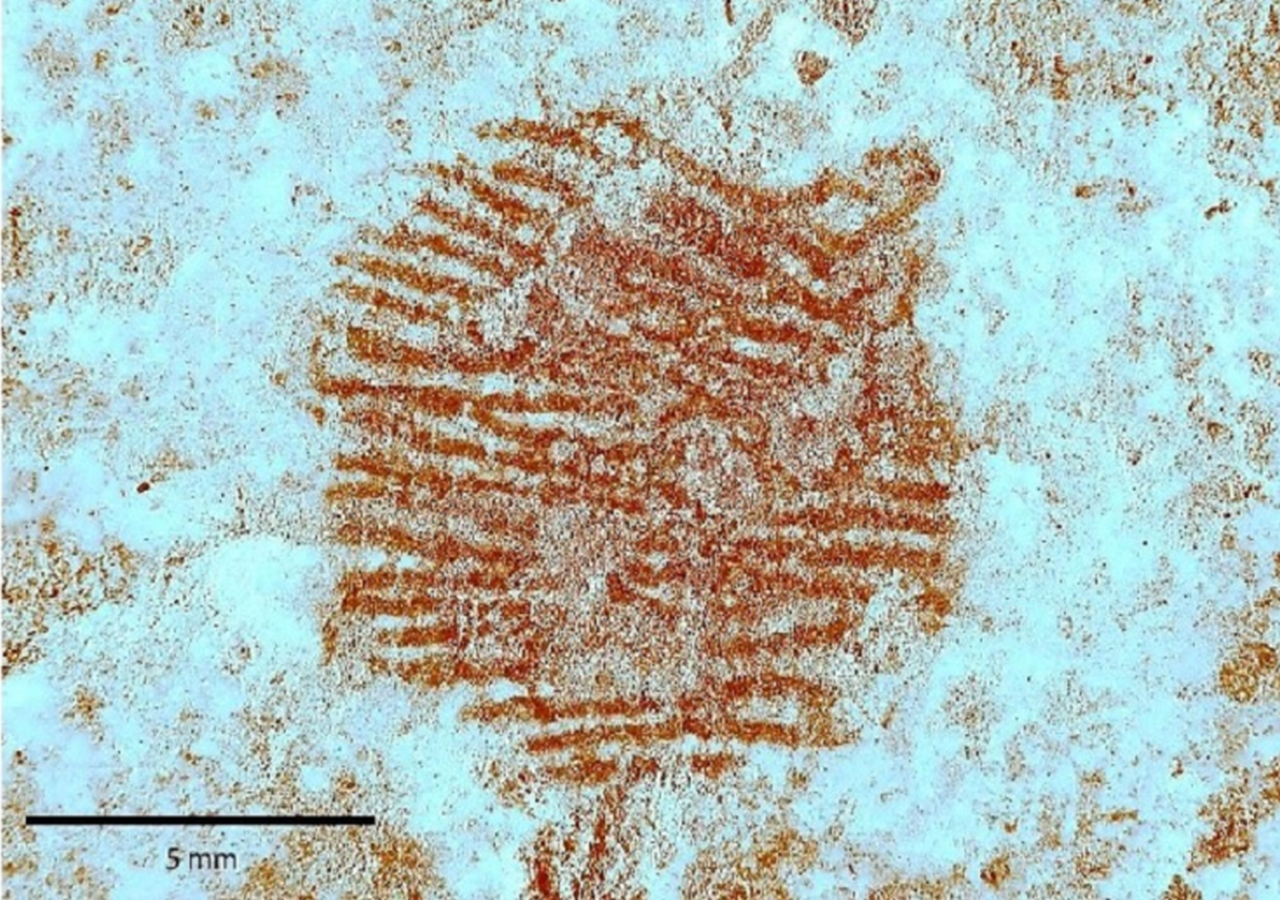 Los Científicos Hallan La Huella Dactilar Humana Más Antigua Del Mundo Los Científicos Hallan La Huella Dactilar Humana Más Antigua Del Mundo
