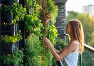 Huerta en casa: estas son las frutas, verduras y hortalizas que sí o sí tenés que cultivar en septiembre 