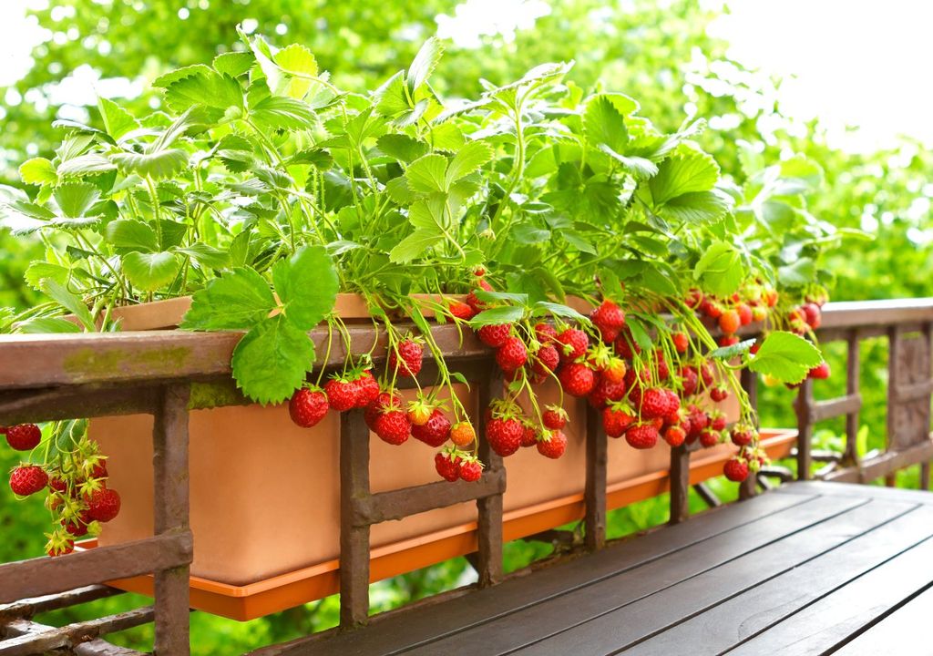 frutillas, primavera