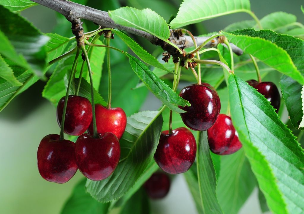 Cerezas Cerezas