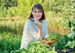 Recomendaciones para tu huerta durante noviembre en Chile: cosecha, cuidados, planificación y ciclo de la Luna