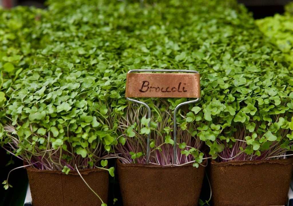 brocoli germinado Los germinados de brócoli son ideales para iniciarse en el cultivo comestible incluso sin jardín. Fáciles, rápidos y llenos de nutrientes.