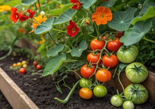 Huertos inteligentes: aprende a usar plantas trampa para el control de plagas