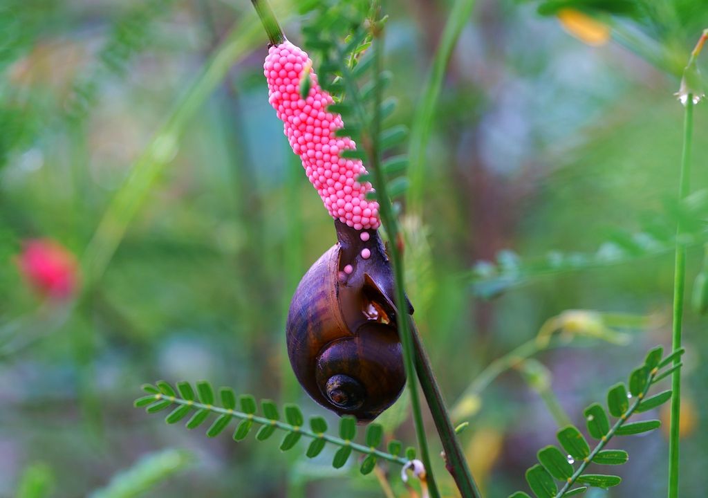 Caracol manzana poniendo huevos