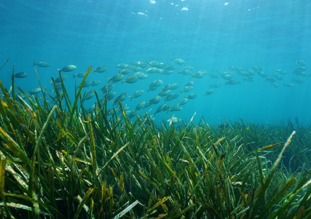 Seagrass is vital habitat for young fish