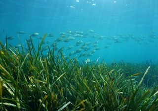 Common starfish may not survive extreme ocean conditions •