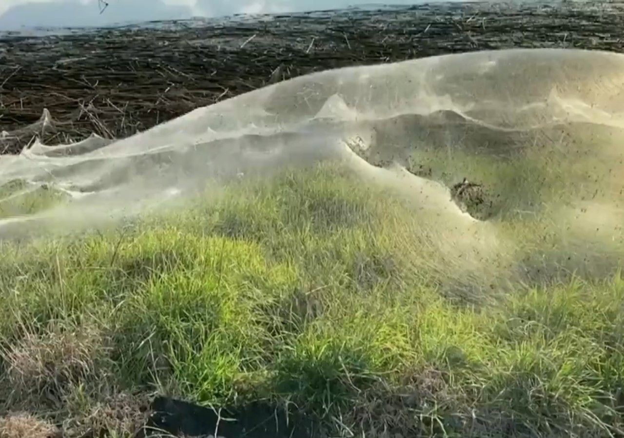 Cobwebs blanket Australian region as spiders flee floods