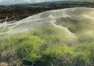 Huge spider webs blanket rural Australia after floods