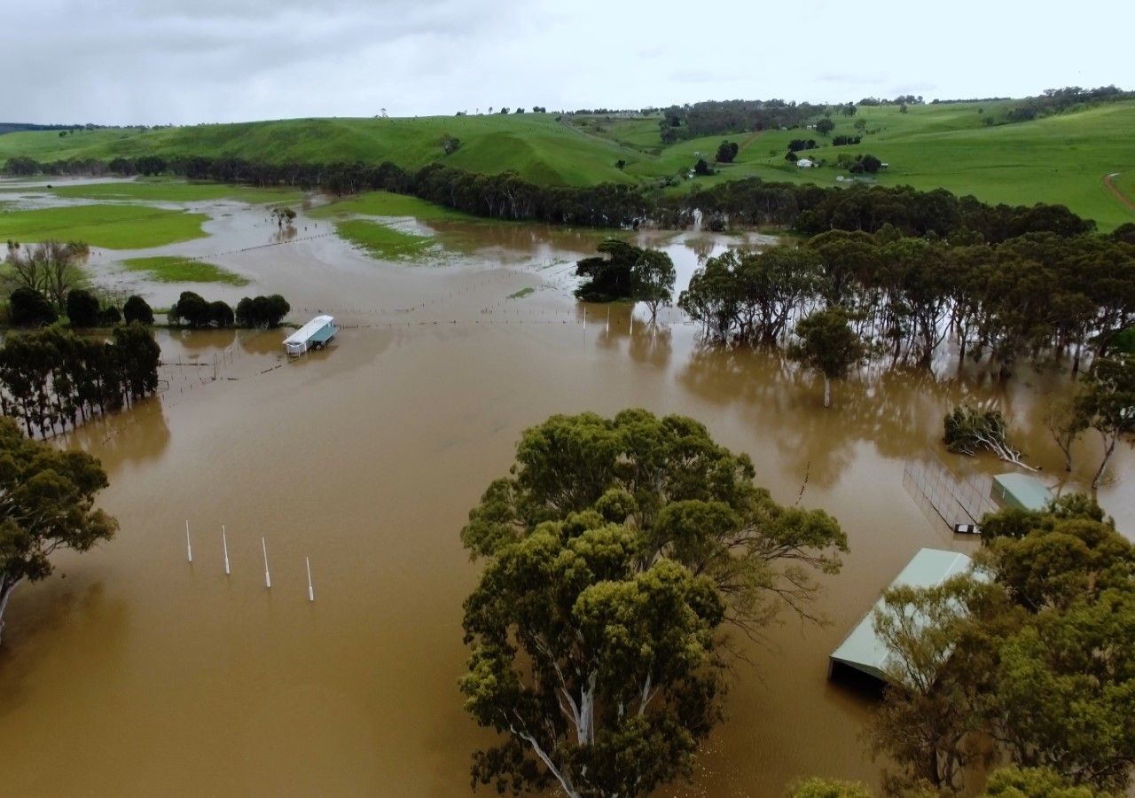 Cobwebs blanket Australian region as spiders flee floods